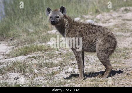 Spotted hyena che sorge sulla riva del serbatoio nella savana in un giorno caldo Foto Stock