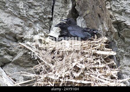 Raven pulcini seduti in un nido su una roccia su una collina rocciosa Foto Stock