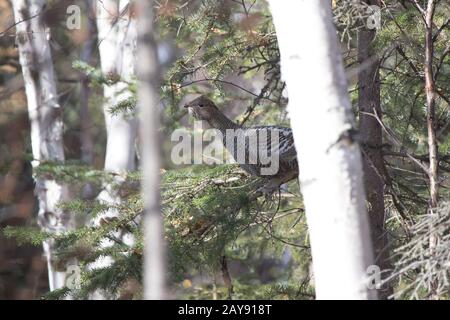 Nero-fatturati cedrone seduto su un ramo di abete rosso in un misto di foresta di autunno Foto Stock
