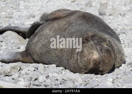 Maschio a pelo del nord le foche di dormire sulla spiaggia vicino il Rookery di mammiferi marini Foto Stock