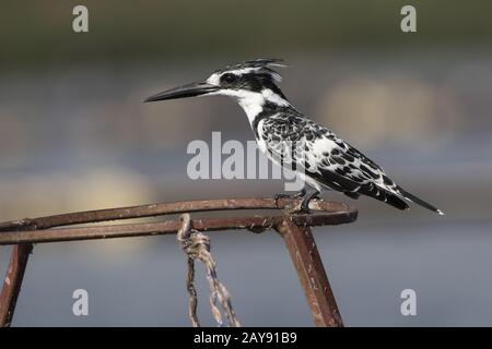 pied kingfisher che siede su supporti di metallo sul Lago Victoria Foto Stock