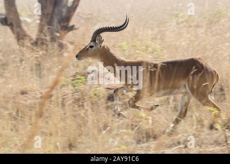 Kob antilope maschile che corre in mezzo ad alta erba secca nella savana ugandese Foto Stock