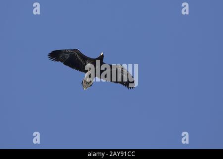 Giovani Steller's sea eagle volando sopra la baia Avacha su una soleggiata giornata invernale Foto Stock