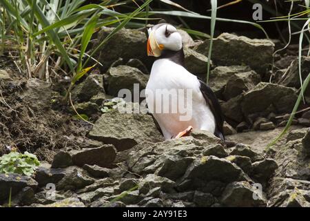 Cornuto puffin seduto su una sporgenza di roccia sul fianco di una scogliera costiera Foto Stock