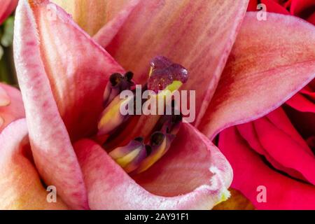 Primo piano di un fiore di giglio rosa Foto Stock