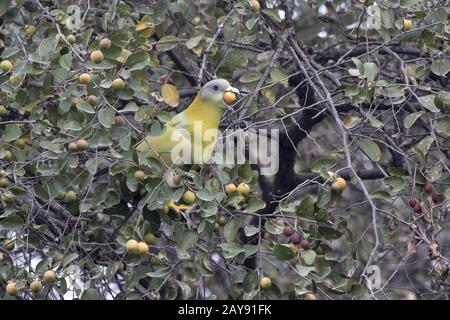 Giallo-footed piccione verde che si siede su un ramo di albero e tenta di inghiottire un piccola frutta Foto Stock