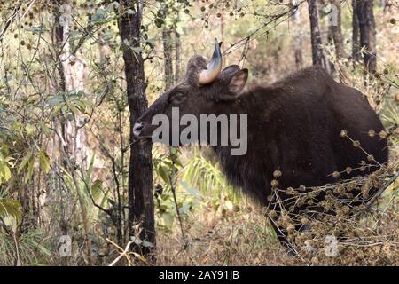 Giovane maschio gaur o bisonte indiano che sfiora nel bosco in inverno una giornata di sole Foto Stock