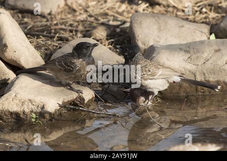 Due Red-sfiatato Bulbul che sedersi sul bordo della vasca e bere acqua Foto Stock