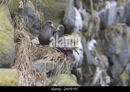 Una coppia di Northern fulmar seduta vicino a un nido sul pendio di una rupe alta sull'isola di Medny Foto Stock