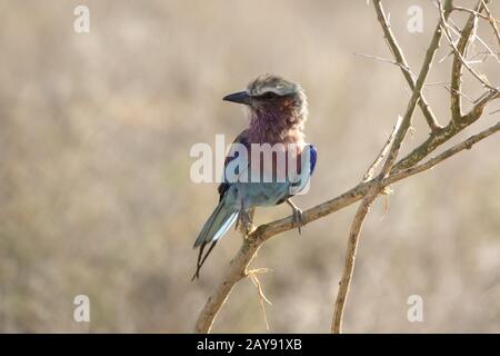 Lilla-breasted rullo che si siede su una bussola a secco ramo nella savana africana Foto Stock