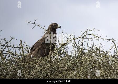 Steppa Eagle che si siede sulla parte superiore dell'acacia nella savana africana Foto Stock