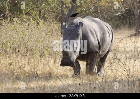 Sud del rinoceronte bianco che cammina attraverso la savana di bush nella stagione secca Foto Stock