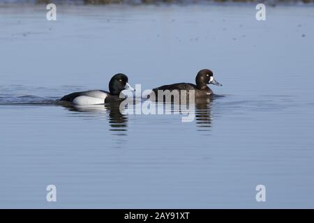 Coppia di maggiore scaup che nuotano lungo il fiume su una soleggiata mattina di primavera Foto Stock