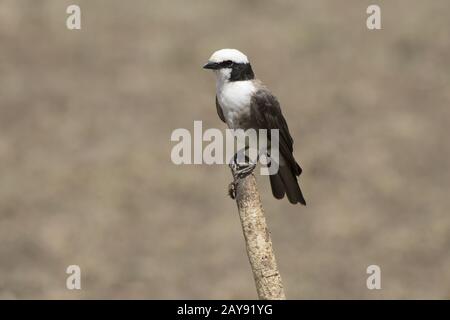 Northern White Crowned Shrike che siede su un bastone nella savana africana in un giorno caldo Foto Stock