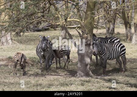 Mandria pianure Zebra che sorge nell'ombra di acacie su una calda giornata di sole Foto Stock