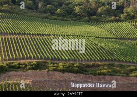 Splendidi motivi creati dai vigneti sulle pendici del Bopparder Hamm sulla valle del Reno, in Germania Foto Stock
