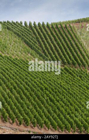 Vigneti sulle pendici del Bopparder Hamm sulla valle del Reno, Germania Foto Stock