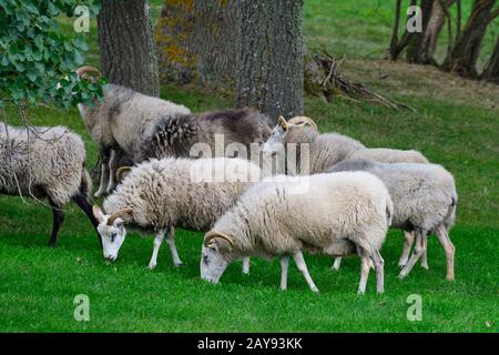 Greggi di buona pecora su Gotland Foto Stock