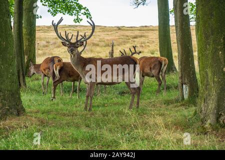Red Deer all'interno di Lyme Park, Peak District a Cheshire, Regno Unito Foto Stock