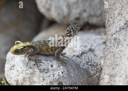 Northern curly-tailed lucertola che siede tra le rocce e guarda avanti su un luminoso giorno di sole Foto Stock