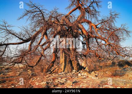 Baobab albero africano di baobab in Zimbabwe Sudafrica Foto Stock