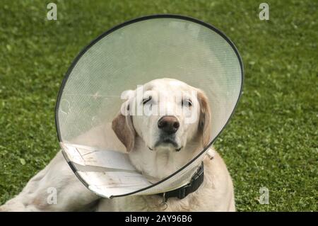 Femmina crema Labrador cane che indossa elisabettano cono di plastica collare medico intorno al collo Foto Stock