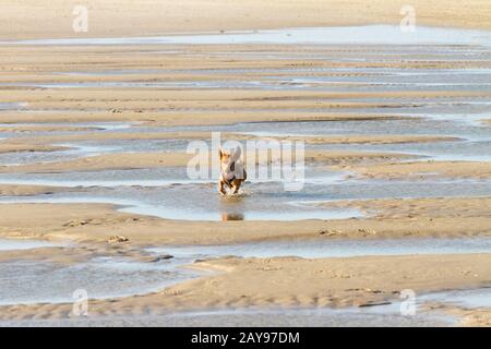 Piccolo cane che corre attraverso canali stretti presso la spiaggia. Foto Stock