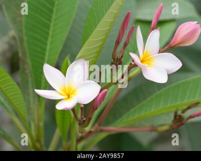 Fiori di Plumeria Foto Stock