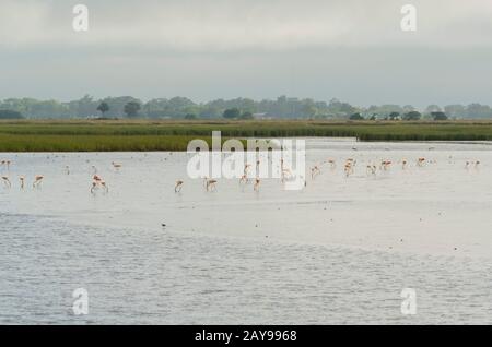 Fenicottero cileno, phoenicopterus chilensis, colonia a San Clemente del Tuyu, Buenos Aires, Argentina Foto Stock