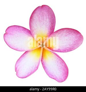 Frangipani su bianco Foto Stock