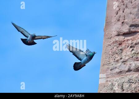 Piccione di roccia Foto Stock