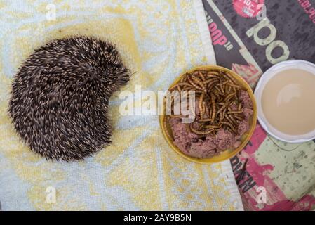 piccolo hedgehog ha bisogno di pancetta invernale per la sopravvivenza in inverno - primo piano Foto Stock