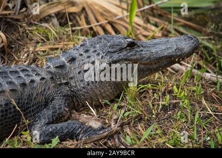 Primo piano di un alligatore in Everglades Florida Foto Stock