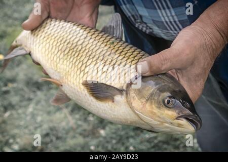 Grande pesce fresco pescato nel fiume Foto Stock