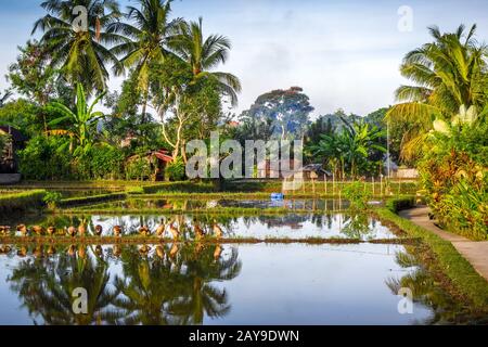 Paddy Field al tramonto, Ubud, Bali, Indonesia Foto Stock