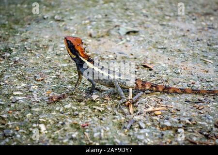 Crested Lizard nella giungla, Khao Sok, Thailandia Foto Stock