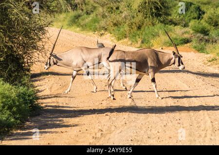 Attraversando due antilopi su una pista nel Parco di Samburu Foto Stock