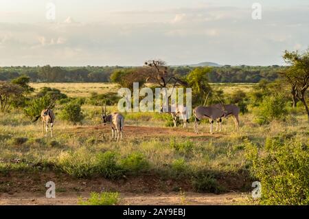 Antelope visto in profilo nella savana del Parco di Samburu Foto Stock