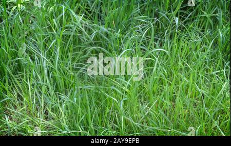 Giovani erba verde sul prato nel Parco Foto Stock