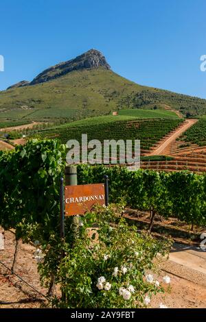 Vigneti Chardonnay della Delaire Groff Estate, nella regione di Stellenbosch, nella provincia occidentale del Capo del Sud Africa, vicino a Città del Capo. Foto Stock