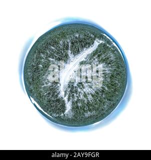 Panorama sferico di un bosco d'inverno con una strada Foto Stock