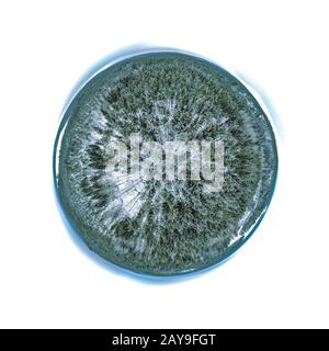 Piccolo pianeta di un bosco invernale Foto Stock