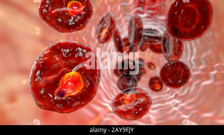 Plasmodium ovale all'interno dei globuli rossi, illustrazione Foto Stock