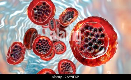 Plasmodium falciparum all'interno dei globuli rossi, illustrazione Foto Stock