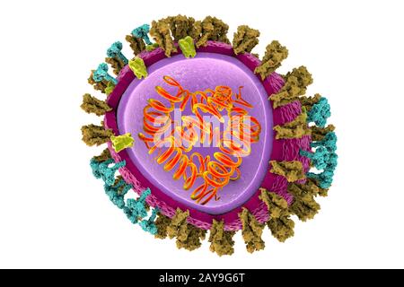 I virus influenzali, illustrazione Foto Stock