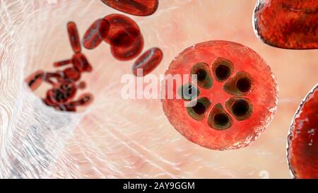 Plasmodium malariae all'interno dei globuli rossi, illustrazione Foto Stock