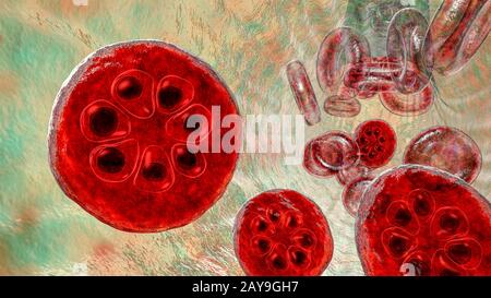 Plasmodium malariae all'interno dei globuli rossi, illustrazione Foto Stock