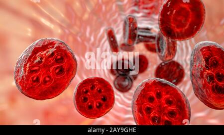 Plasmodium malariae all'interno dei globuli rossi, illustrazione Foto Stock