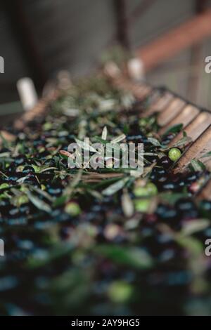 olive e foglie di olive su nastro trasportatore in una fabbrica di olio Foto Stock