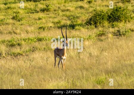 Antelope visto in profilo nella savana Foto Stock